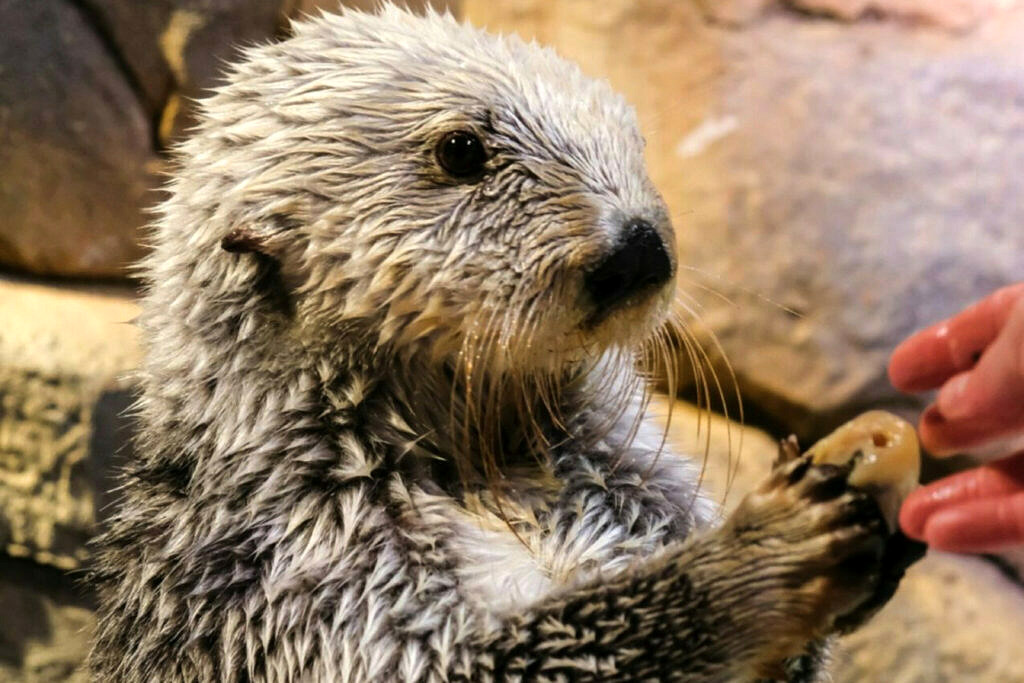 Sea Otter Draws Near. What To Expect